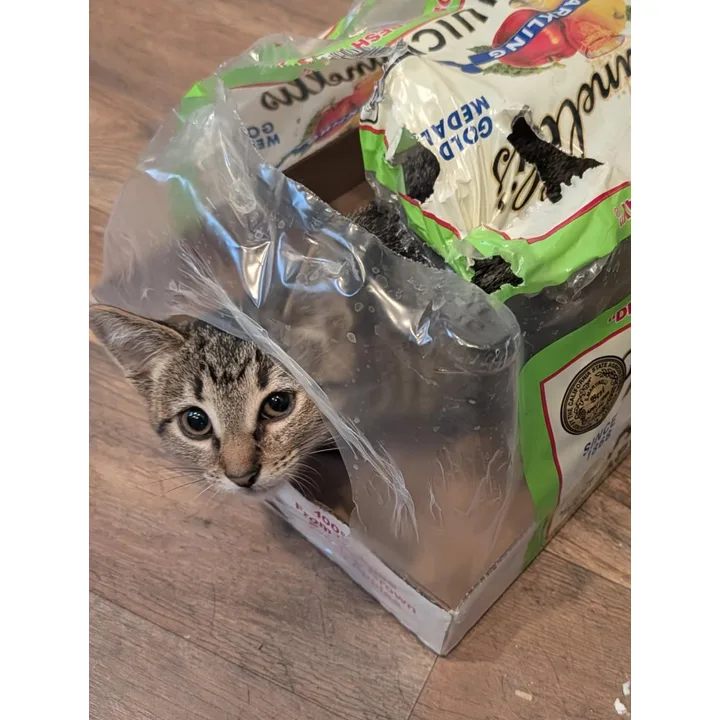 A tabby kitten peeks out of a cardboard soda box wrapped in clear plastic.